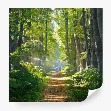 Papier peint chemin forestier baigné de lumière – Wallnifity®