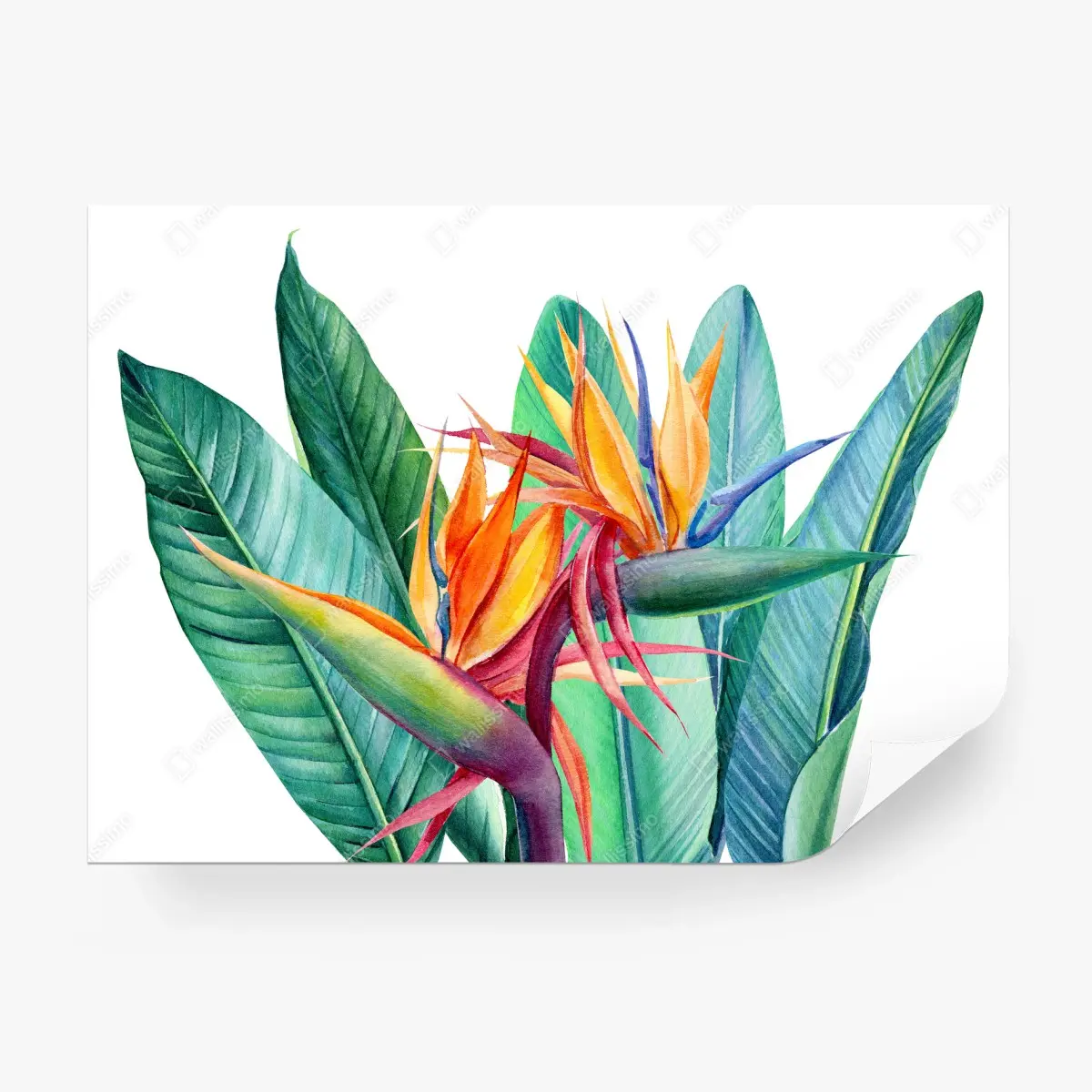 Papier peint composition tropicale d'oiseaux de paradis en aquarelle – Wallnifity®