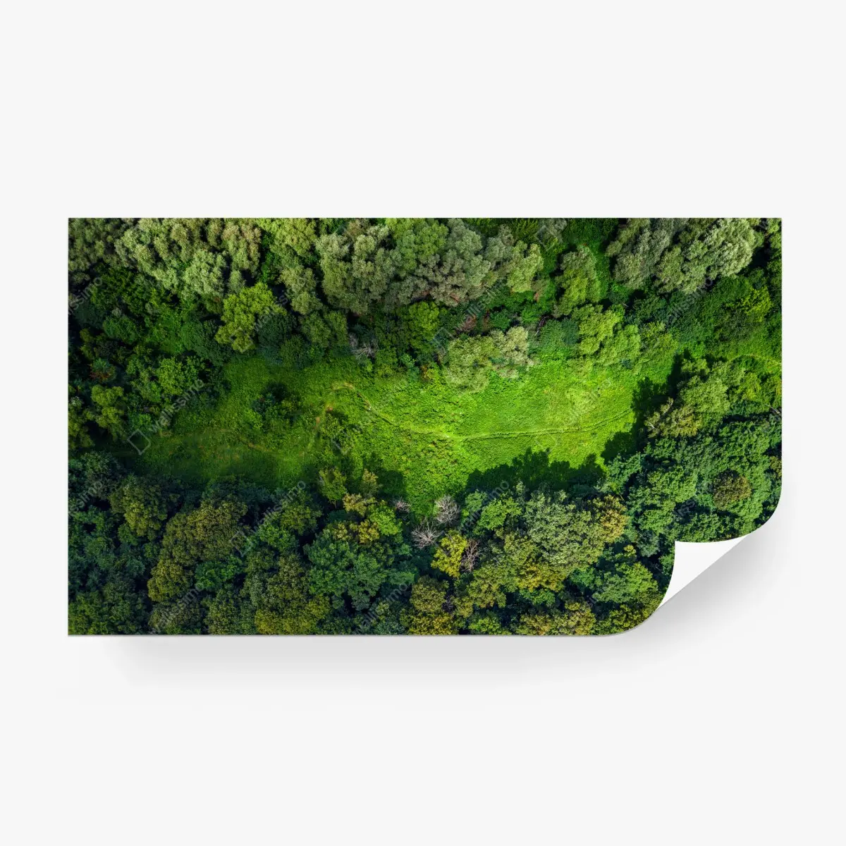 Papier peint vue aérienne d'une forêt et d'une clairière verdoyante – Wallnifity®