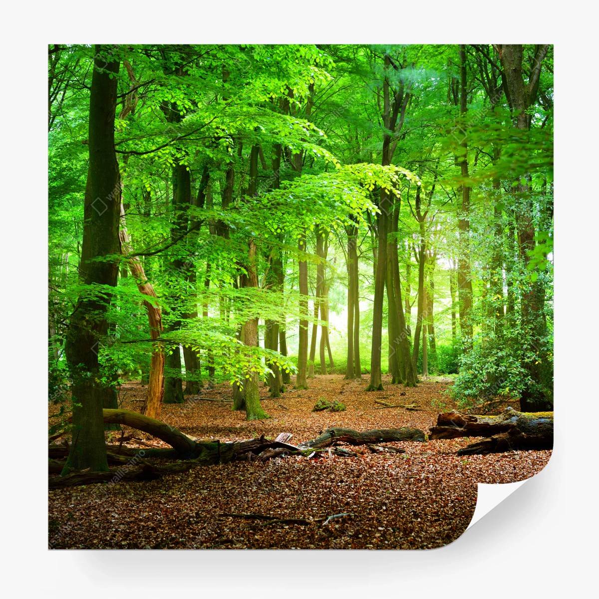 Papier peint forêt lumineuse aux feuillages verts – Wallnifity®