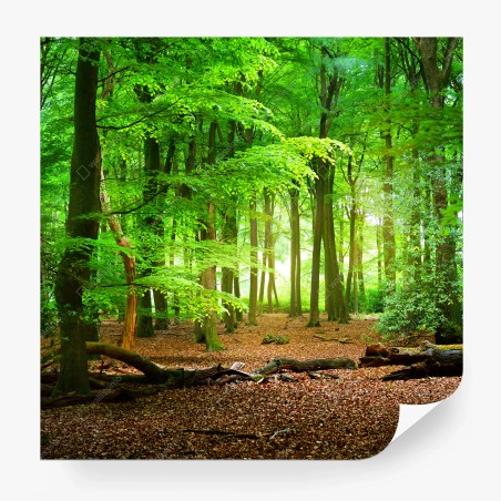 Papier peint forêt lumineuse aux feuillages verts – Wallnifity®
