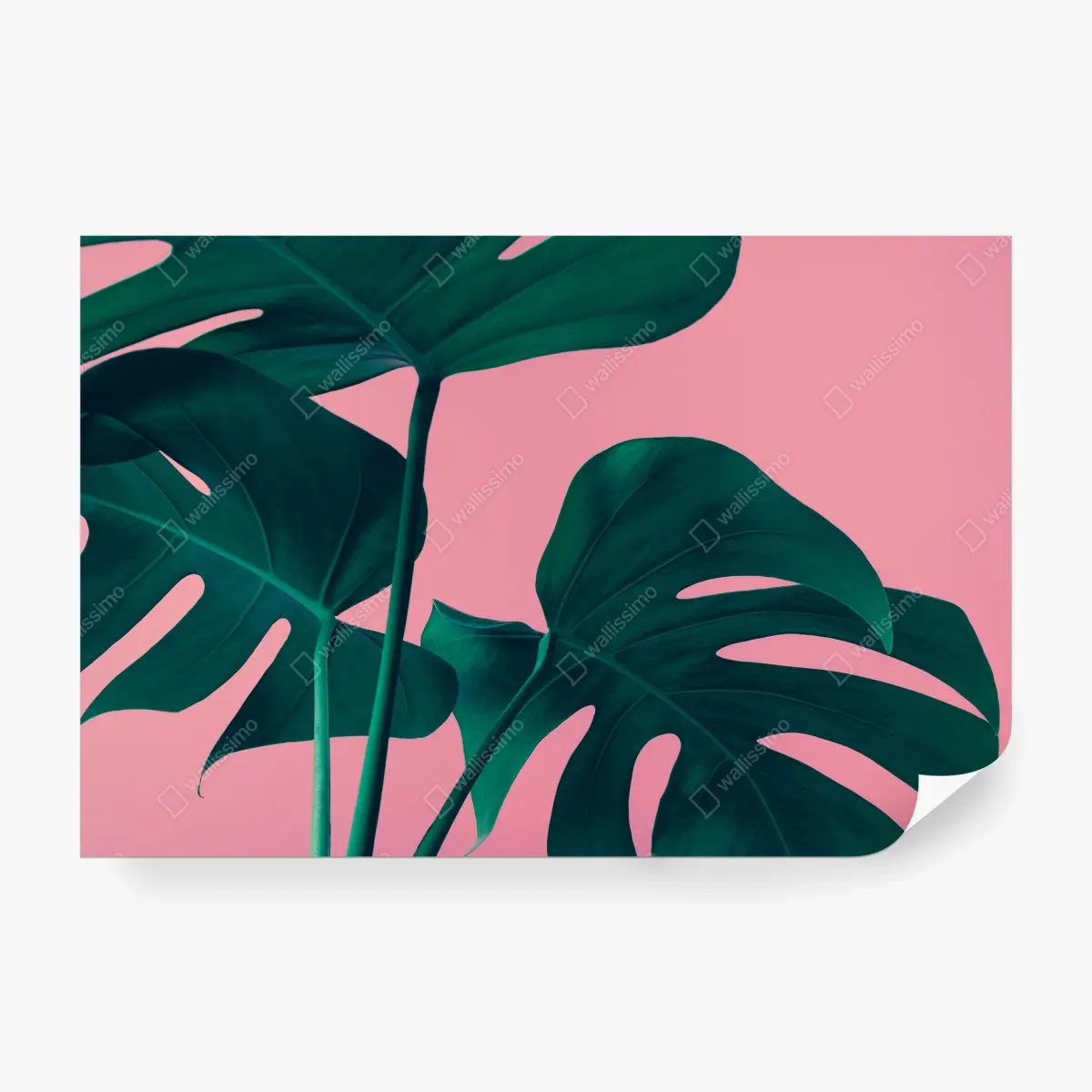 Papier peint motif monstera minimaliste sur fond rose – Wallnifity®