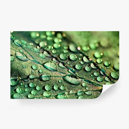 Papier peint feuille verte perlée de rosée – Wallnifity®