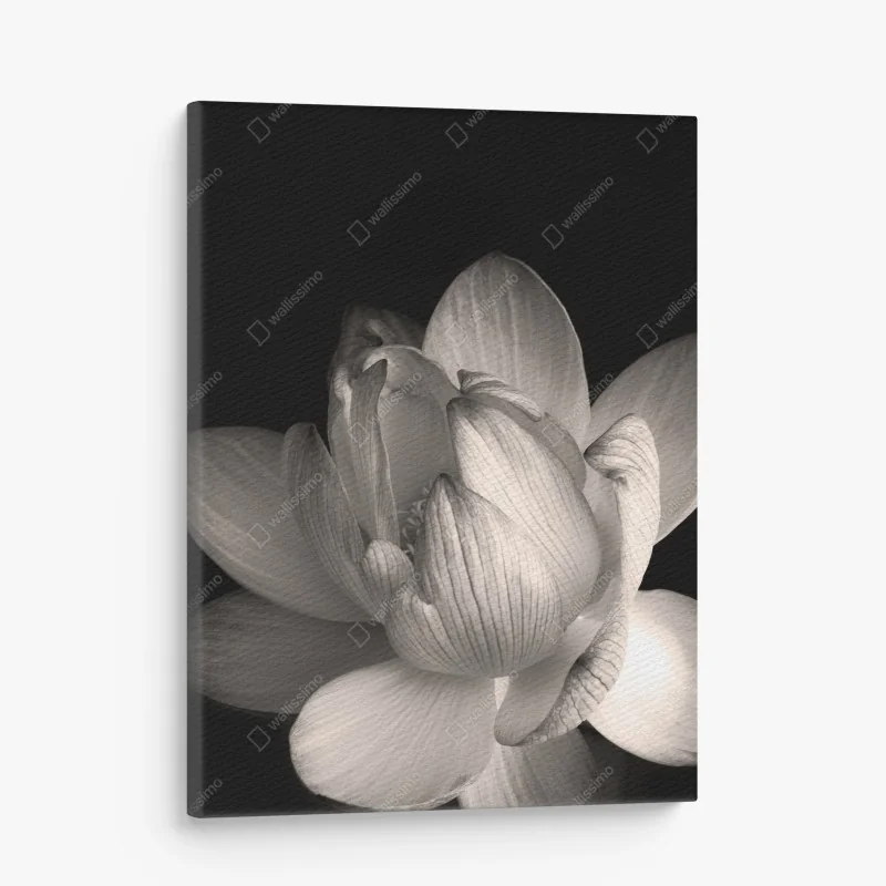 Tableau sur toile lotus monochrome minimaliste en gros plan – Wallnifity®