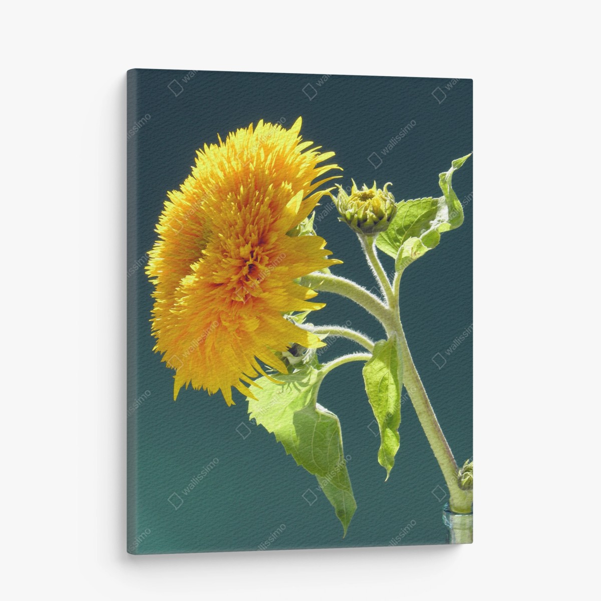 Tableau sur toile tournesol éclatant sur fond vert – Wallnifity®