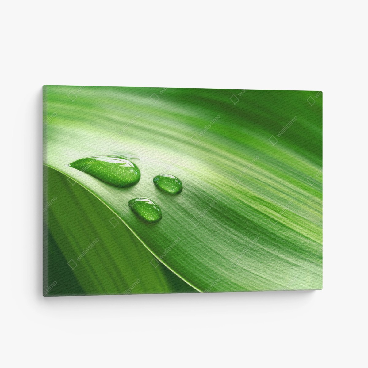 Tableau sur toile gouttes de rosée sur feuille verte – Wallnifity®