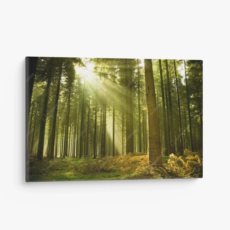 Tableau sur toile rayons de soleil dans la forêt de pins – Wallnifity®