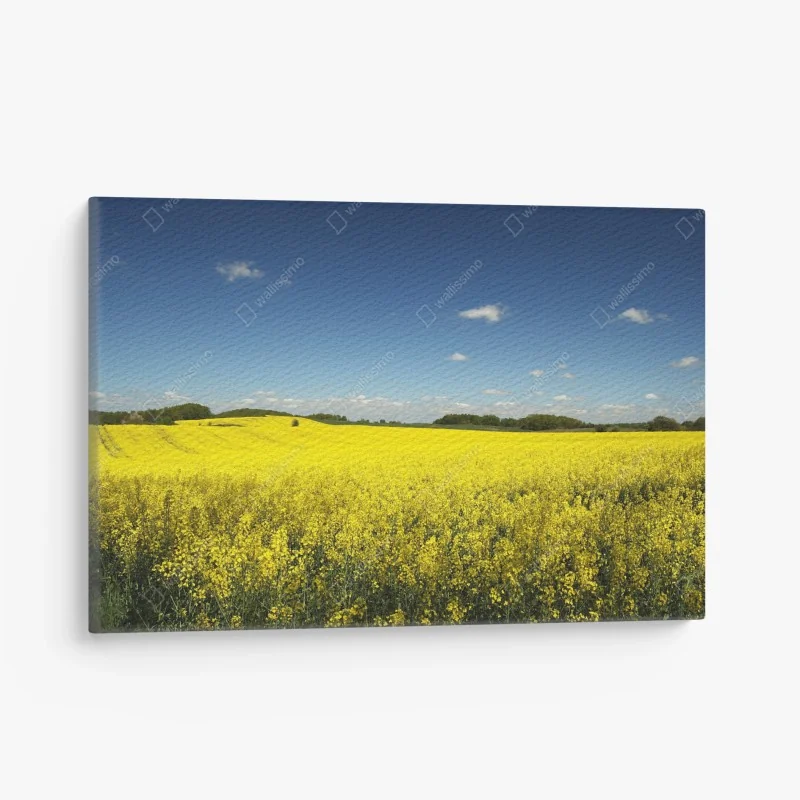 Tableau sur toile champ de colza sous ciel bleu – Wallnifity®