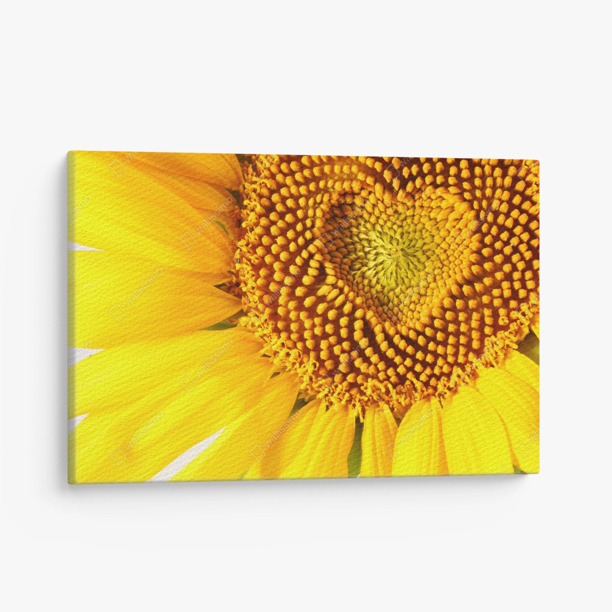 Tableau sur toile coeur de tournesol en gros plan – Wallnifity® Tableau sur toile coeur de tournesol en gros plan – Wallnifity®