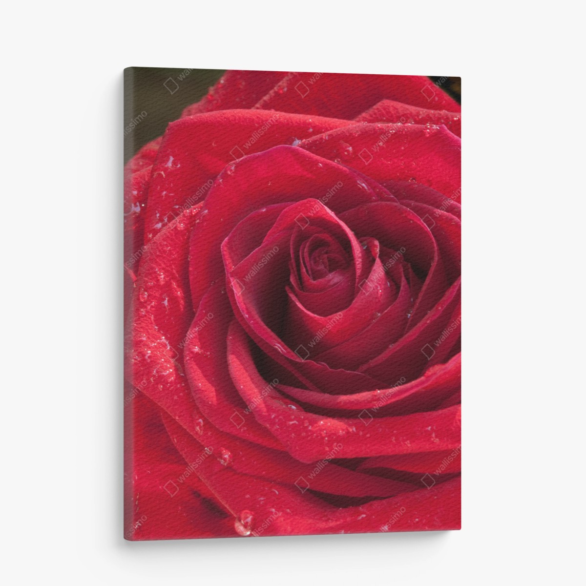 Tableau sur toile rose rouge en gros plan élégance florale – Wallnifity® Tableau sur toile rose rouge en gros plan élégance florale – Wallnifity®