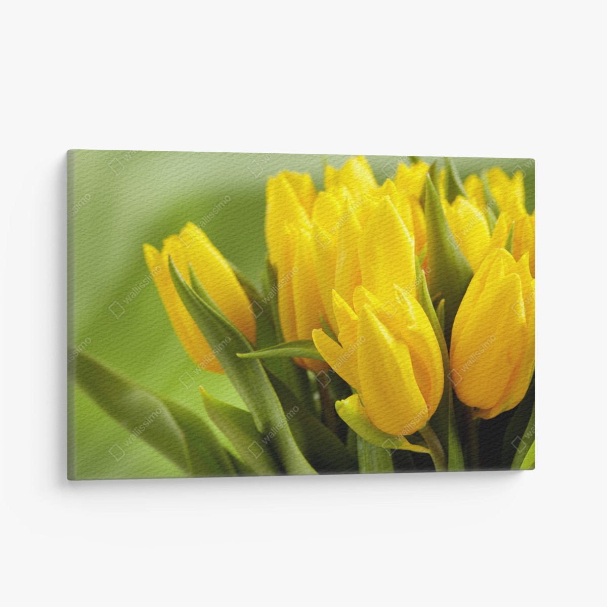 Tableau sur toile éclat de tulipes jaunes – Wallnifity® Tableau sur toile éclat de tulipes jaunes – Wallnifity®
