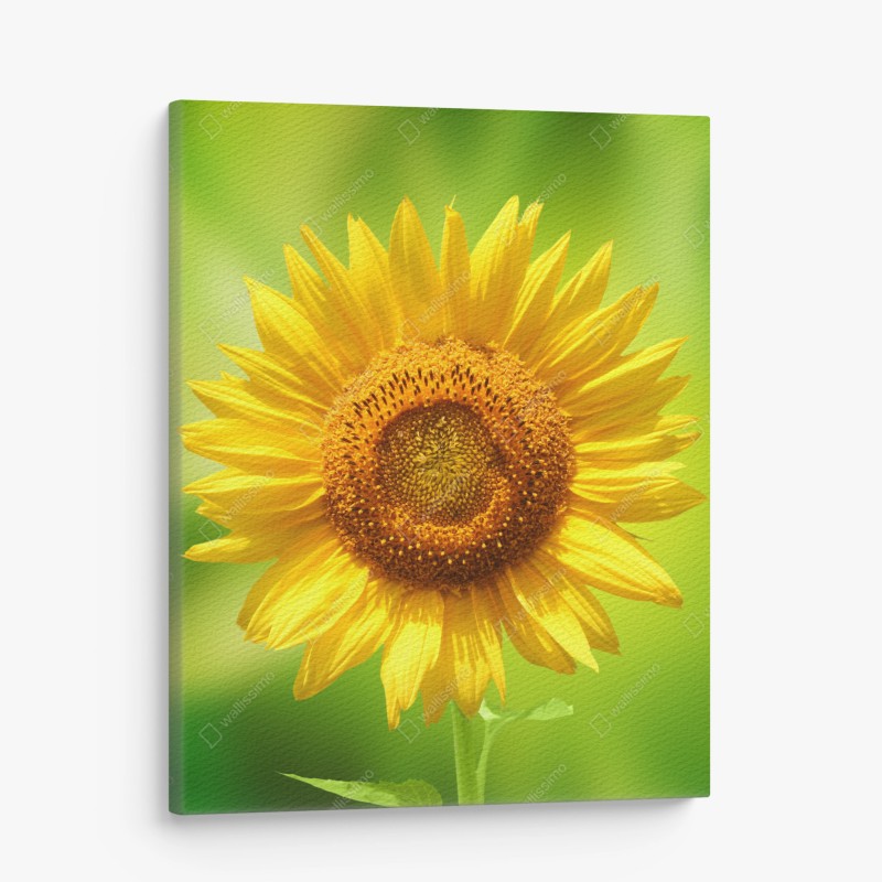 Tableau sur toile tournesol éclatant sur fond vert – Wallnifity®
