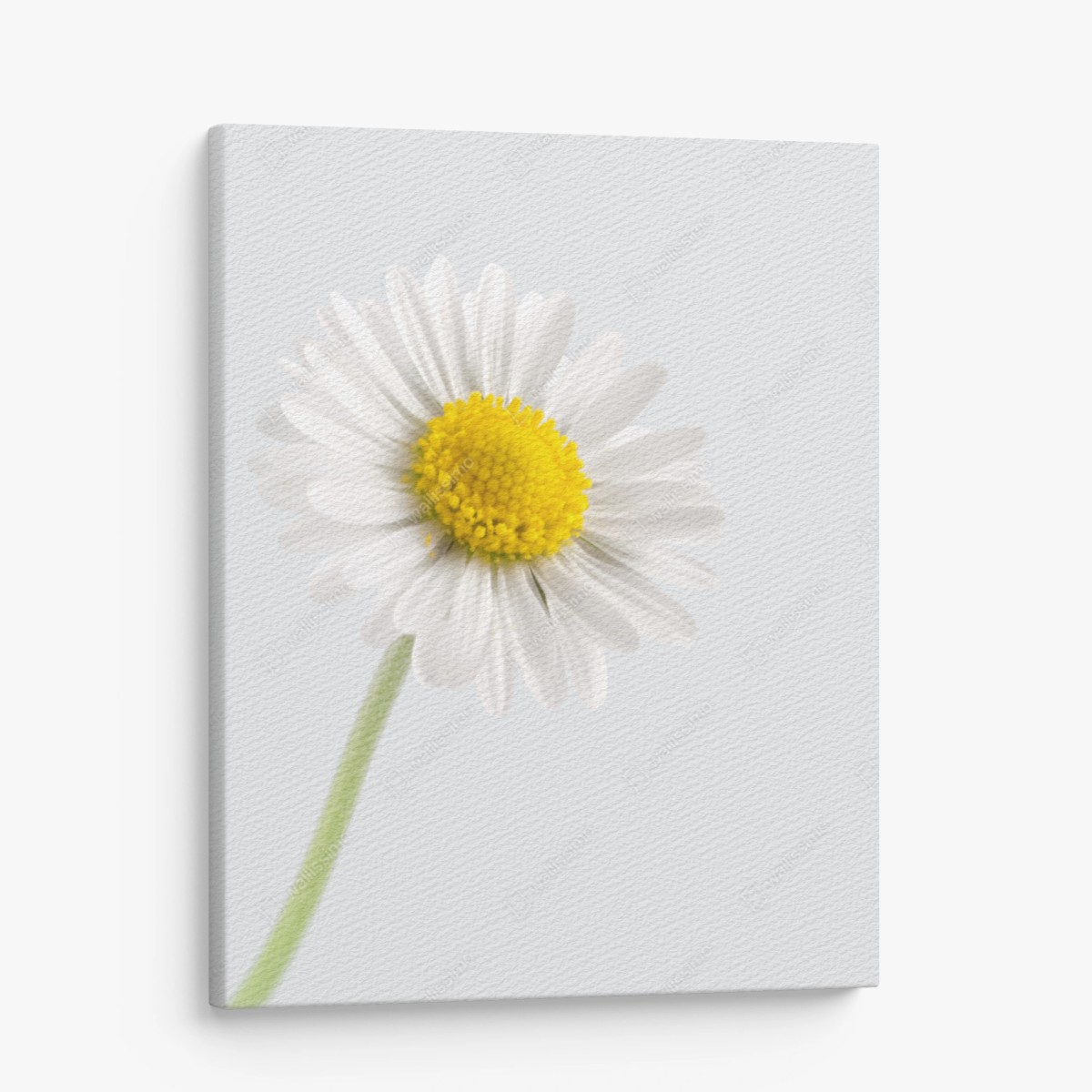 Tableau sur toile marguerite lumineuse sur fond neutre – Wallnifity®