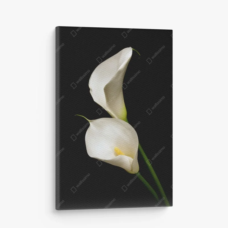 Tableau sur toile arums blancs sur fond noir, élégance minimaliste – Wallnifity®