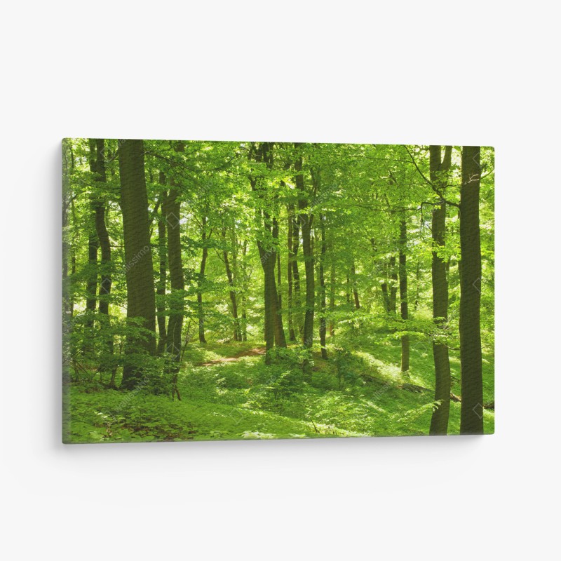 Tableau sur toile forêt verdoyante baignée de lumière – Wallnifity®