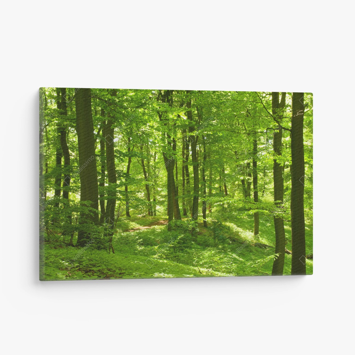 Tableau sur toile forêt verdoyante baignée de lumière – Wallnifity®