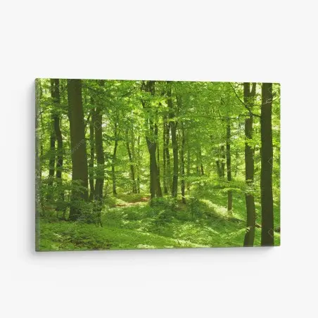 Tableau sur toile forêt verdoyante baignée de lumière – Wallnifity®