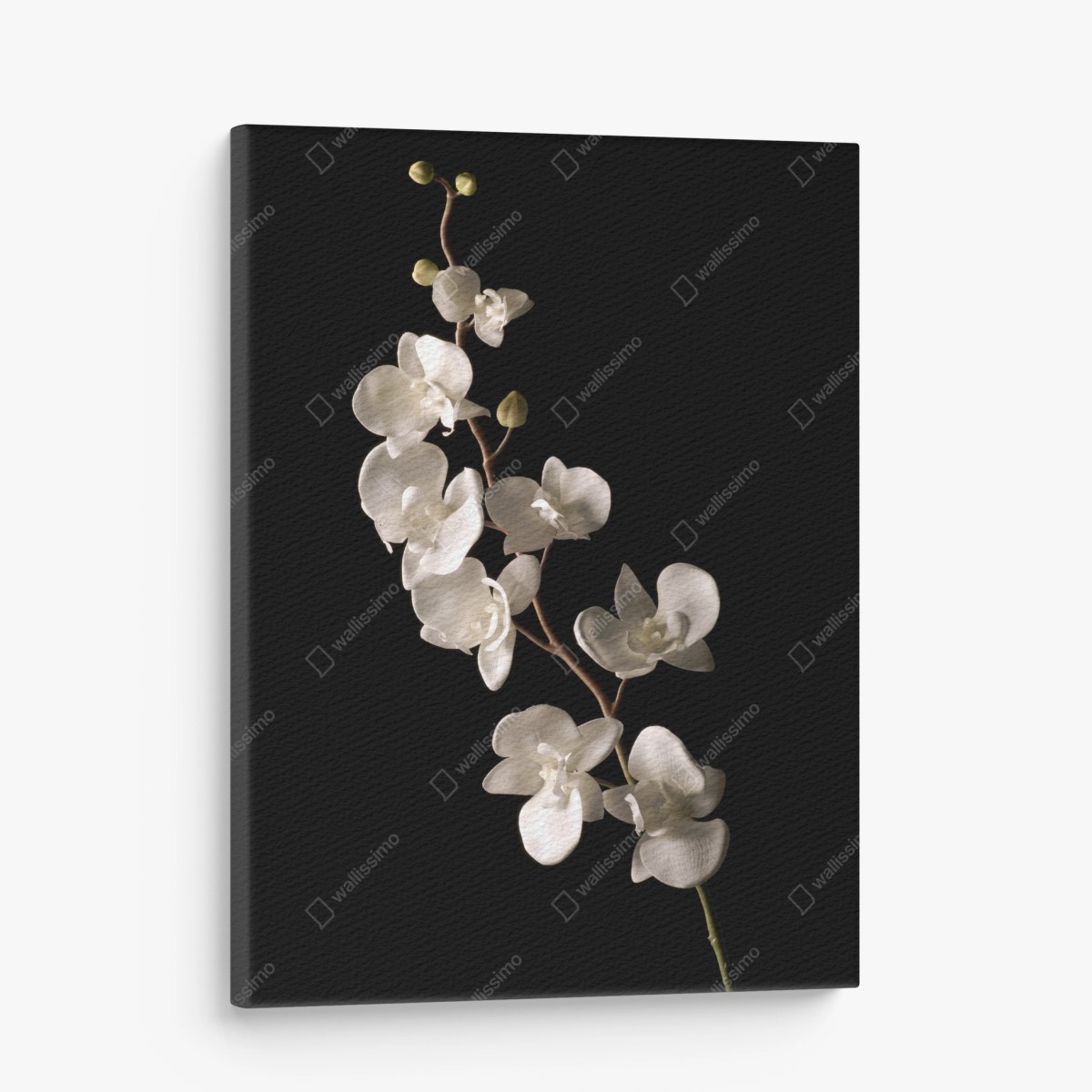 Tableau sur toile orchidée blanche sur fond noir — élégance intemporelle – Wallnifity® Tableau sur toile orchidée blanche sur fond noir — élégance intemporelle – Wallnifity®
