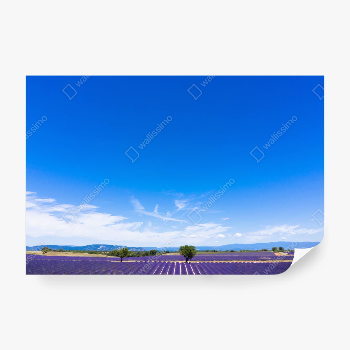 Papier peint LAVANDE CHAMPS PROVENCE FRANCE CIEL POUR SALON – Wallnifity®