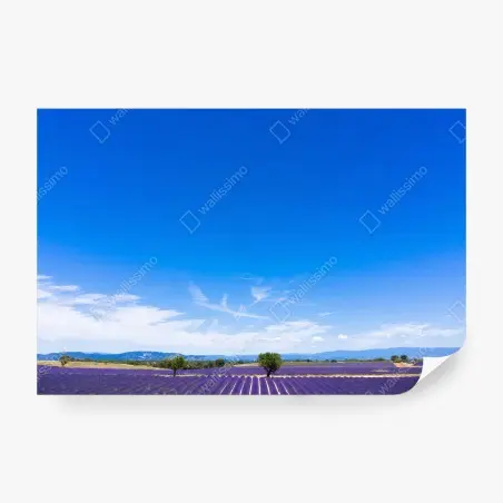 Papier peint LAVANDE CHAMPS PROVENCE FRANCE CIEL POUR SALON – Wallnifity®