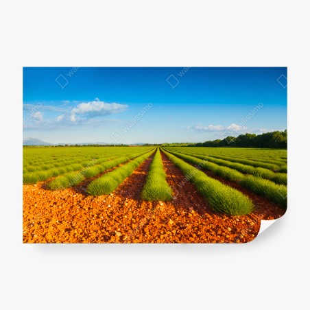 Papier peint LAVANDE CHAMP NATURE PAYSAGE SOLEIL POUR SALON – Wallnifity®
