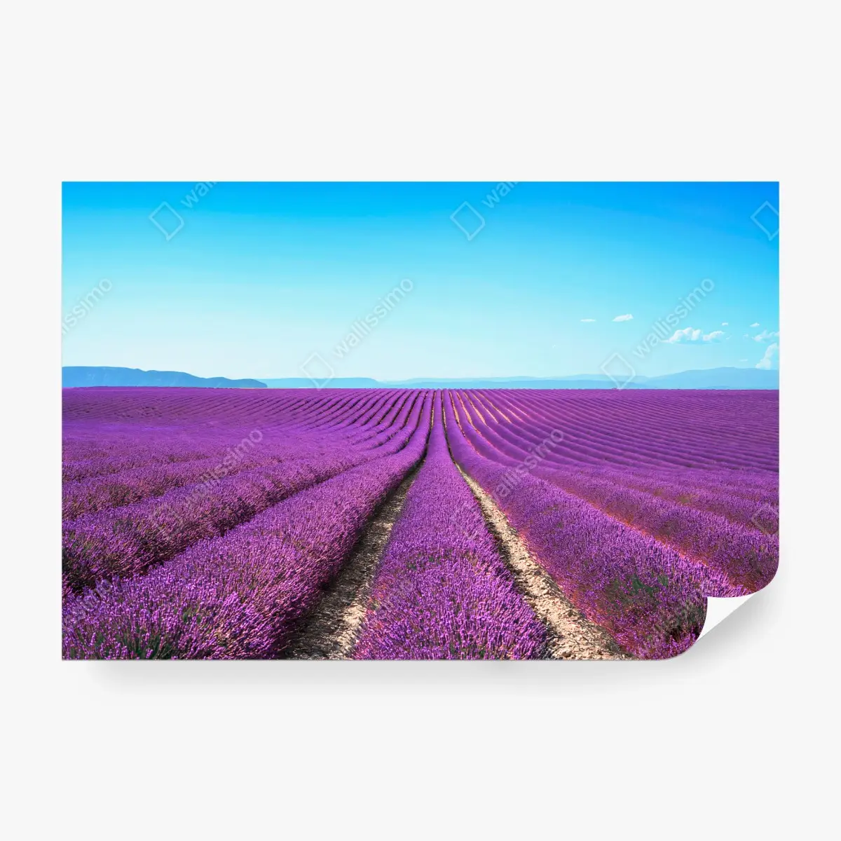Papier peint LAVANDE VIOLET PAYSAGE CHAMPS CALME POUR LE SALON – Wallnifity®