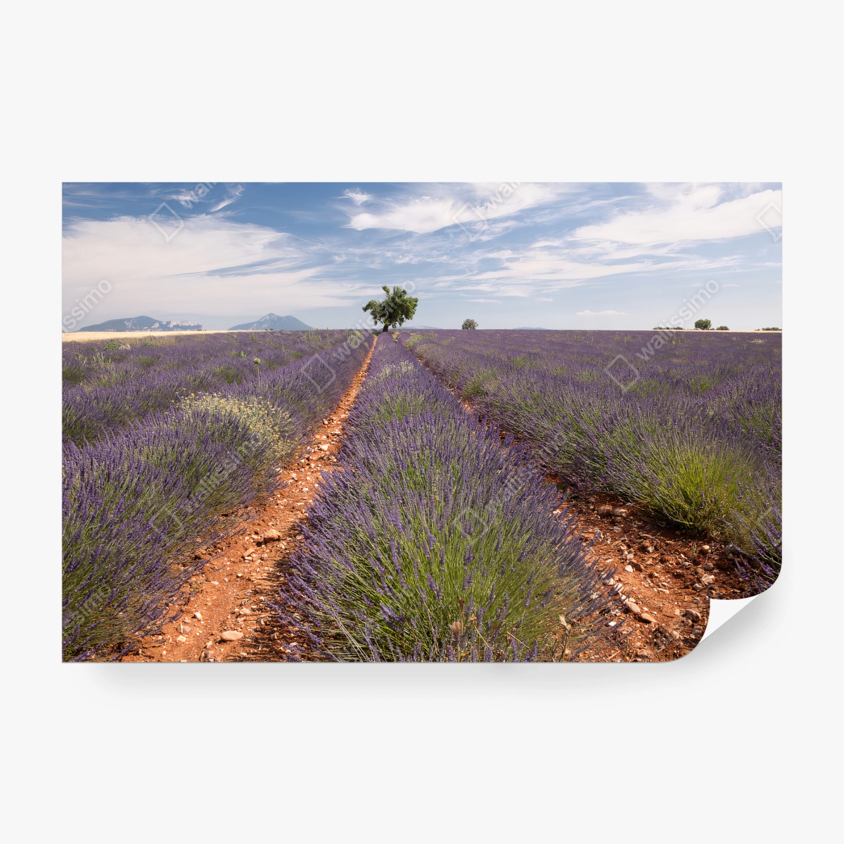 Papier peint LAVANDE CHAMP PROVENCE NATURE ARBRE DANS LA CHAMBRE – Wallnifity®