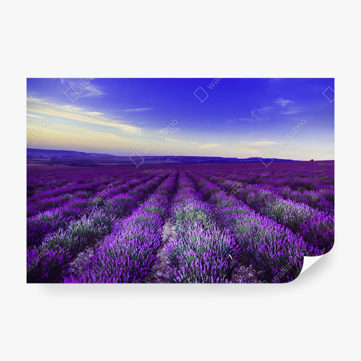 Papier peint LAVANDE CHAMP COUCHER PAYSAGE ETE POUR CHAMBRE – Wallnifity®