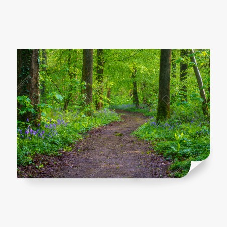 Papier peint FORET SENTIER ARBRES VERT JACINTHES POUR SALON – Wallnifity®