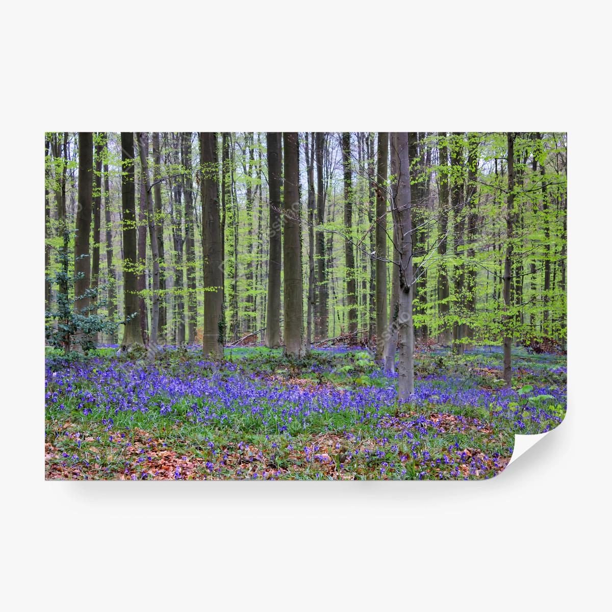 Papier peint FORET BLEU PRINTEMPS ARBRES NATURE POUR LE SALON – Wallnifity®