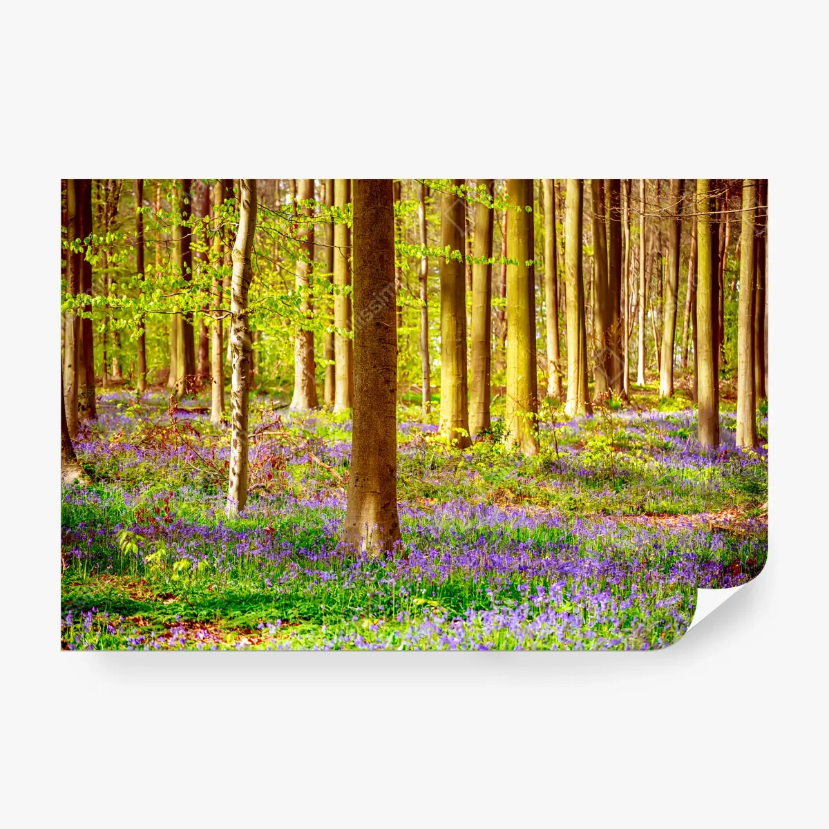 Papier peint JACINTHES FORET PRINTEMPS VERT ARBRES POUR SALON – Wallnifity®