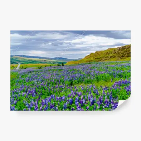Papier peint ISLANDE PAYSAGE LUPINS FLEURS VIOLETTES POUR SALON – Wallnifity®