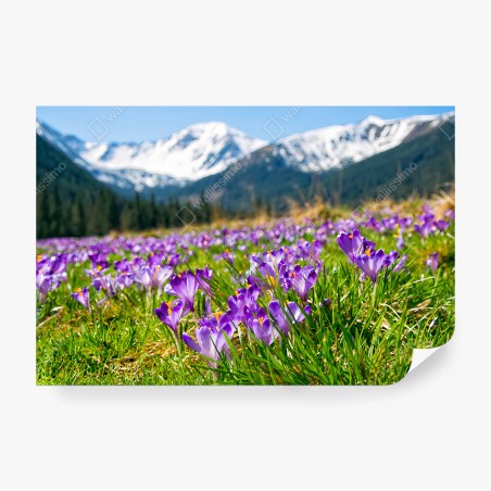 Papier peint CROCUS VIOLET PRAIRIE ALPES PRINTEMPS POUR LE SALON – Wallnifity®