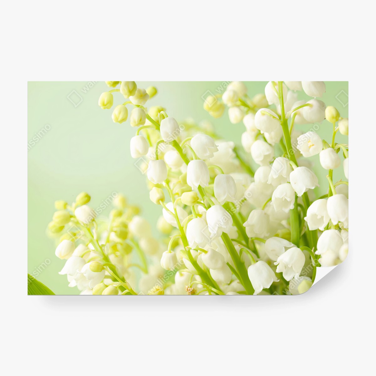 Papier peint MUGUET BLANC FLEURS NATURE DELICAT POUR LA CHAMBRE – Wallnifity®