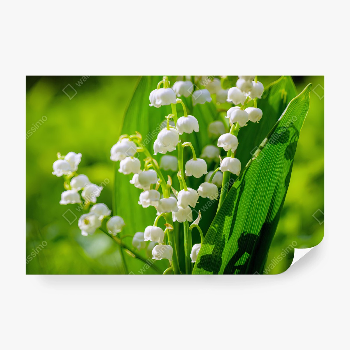 Papier peint MUGUET FLEURS BLANCHES PRINTEMPS VERT POUR CHAMBRE – Wallnifity®