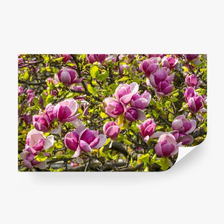 Papier peint MAGNOLIA ROSE FLEUR PRINTEMPS NATURE POUR LE SALON – Wallnifity®