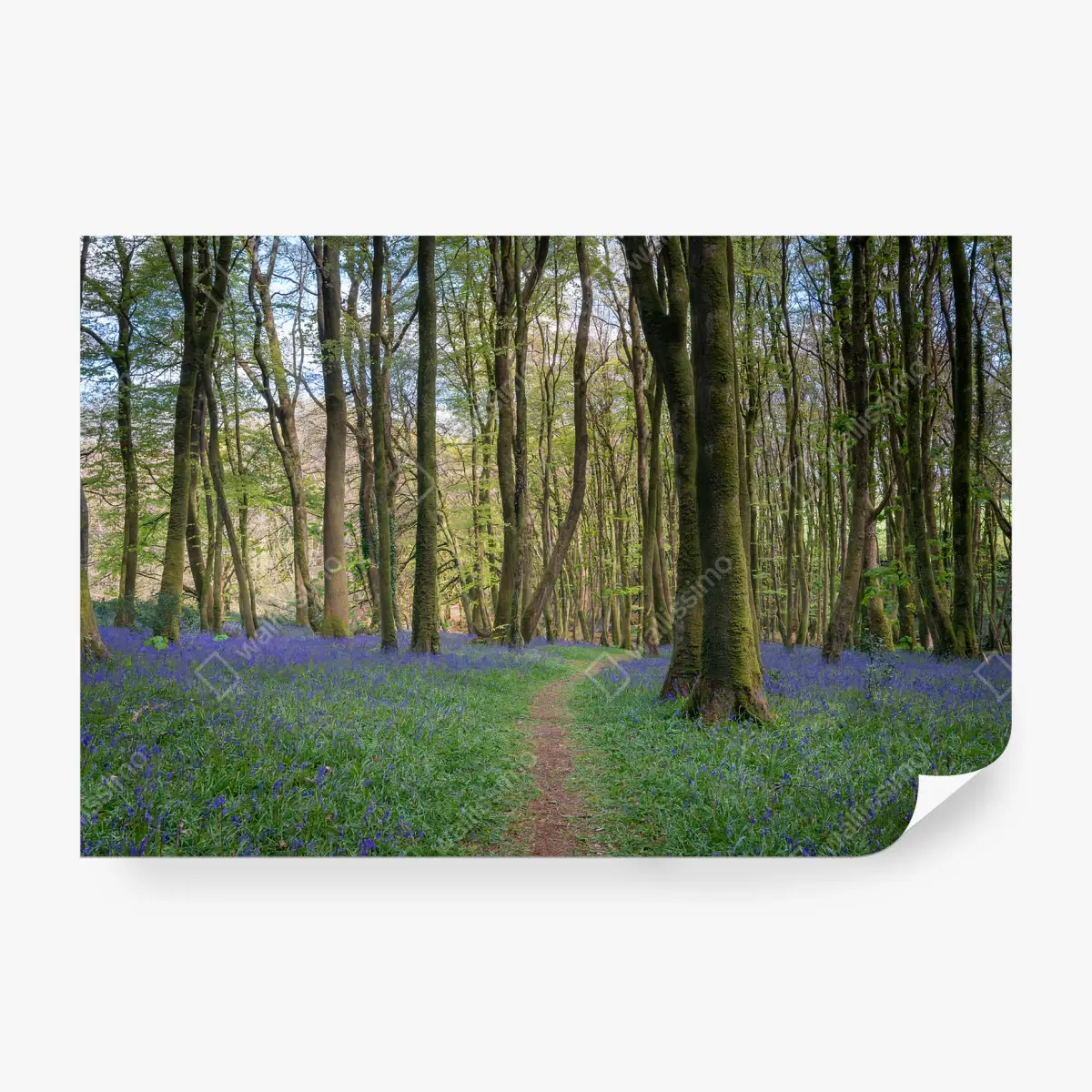 Papier peint FORÊT JACINTHE NATURE PRINTEMPS SENTIER POUR SALON – Wallnifity®