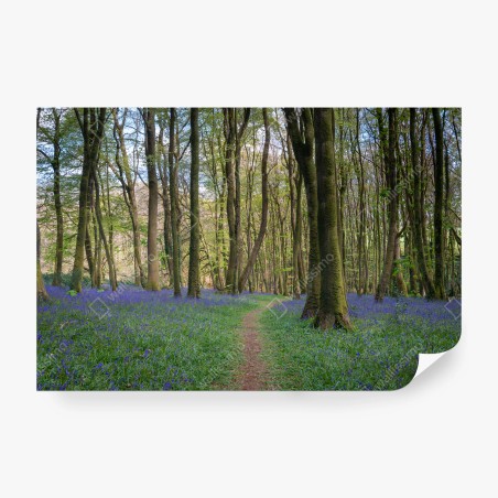 Papier peint FORÊT JACINTHE NATURE PRINTEMPS SENTIER POUR SALON – Wallnifity®