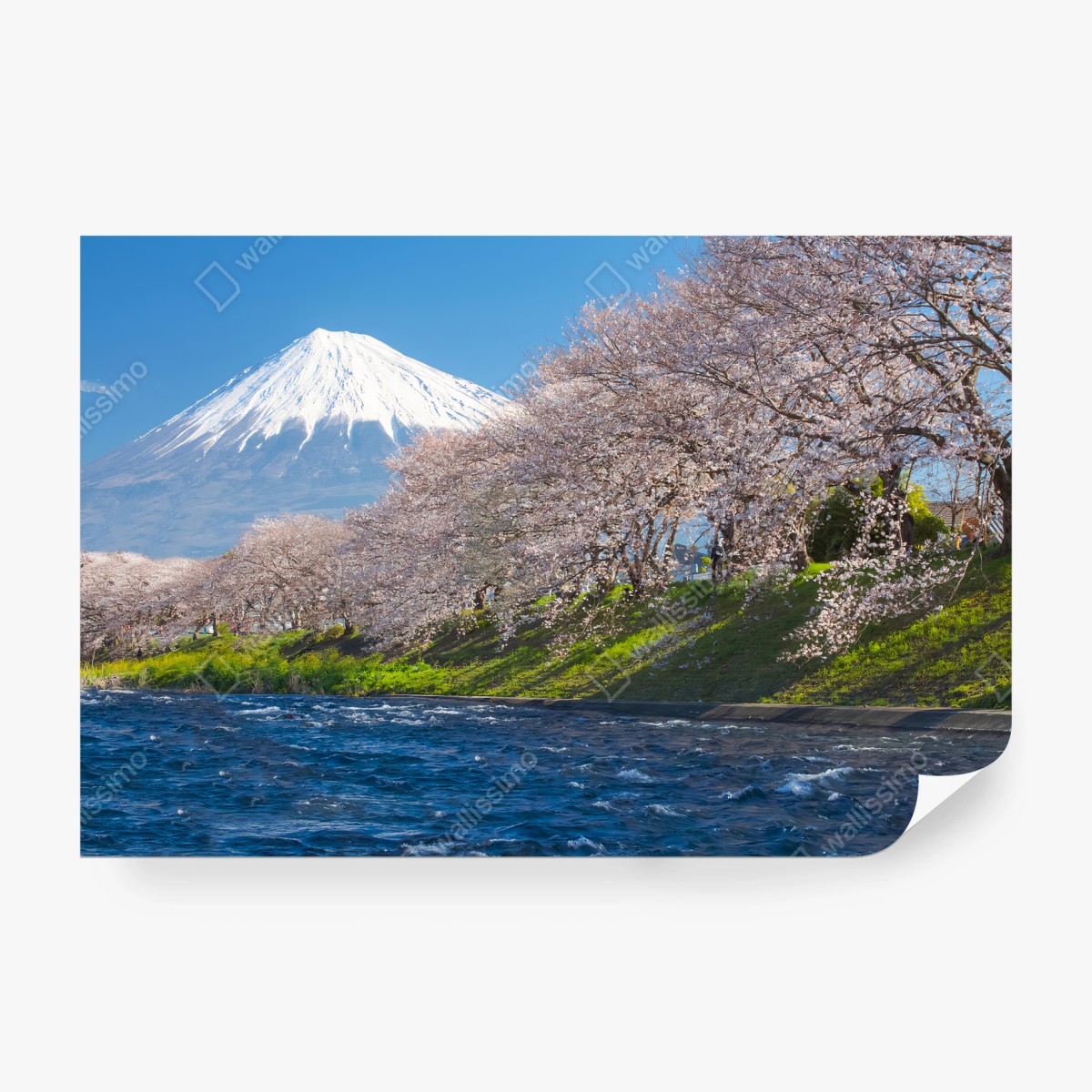 Papier peint FUJI SAKURA JAPON MONTAGNE PRINTEMPS POUR SALON – Wallnifity®