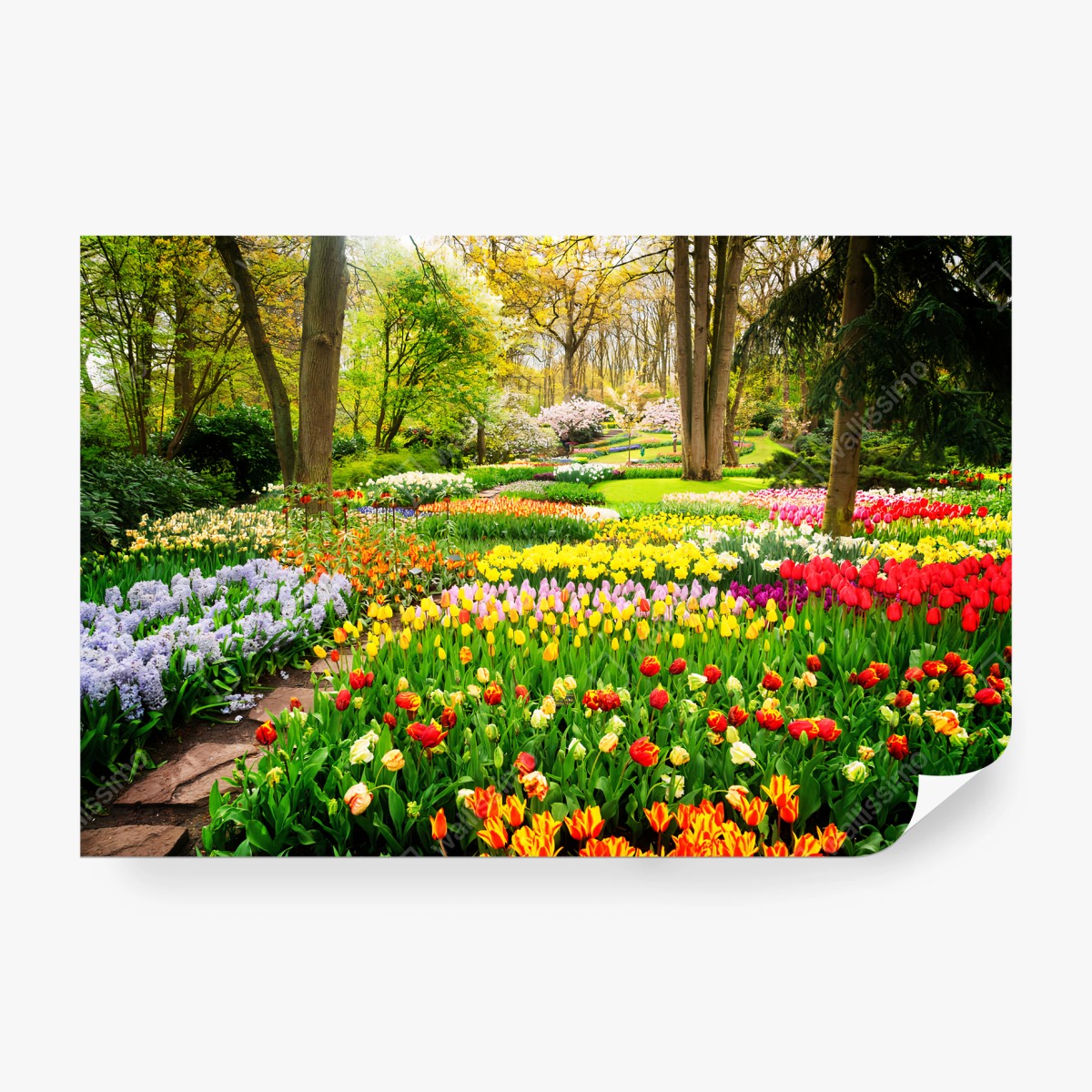 Papier peint TULIPES PRINTEMPS JARDIN FLEURS VIF POUR LE SALON – Wallnifity®