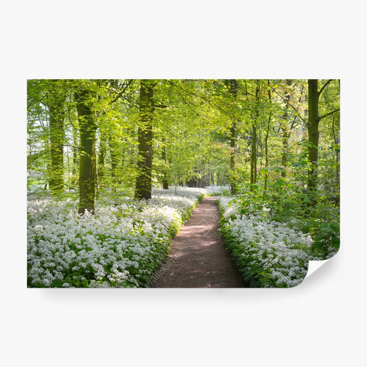 Papier peint BOIS SENTIER PRINTEMPS FLEURS NATURE POUR LE SALON – Wallnifity®