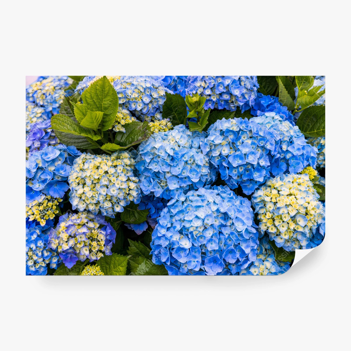 Papier peint BLEUE HORTENSIA FLEURS JARDIN NATURE POUR SALON – Wallnifity®