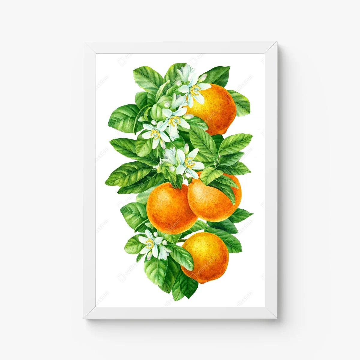 Poster branches d'oranger en aquarelle – Wallnifity® Poster branches d'oranger en aquarelle – Wallnifity®