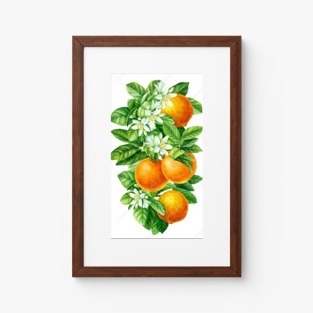 Poster branches d'oranger en aquarelle – Wallnifity®