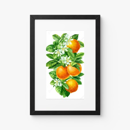 Poster branches d'oranger en aquarelle – Wallnifity®