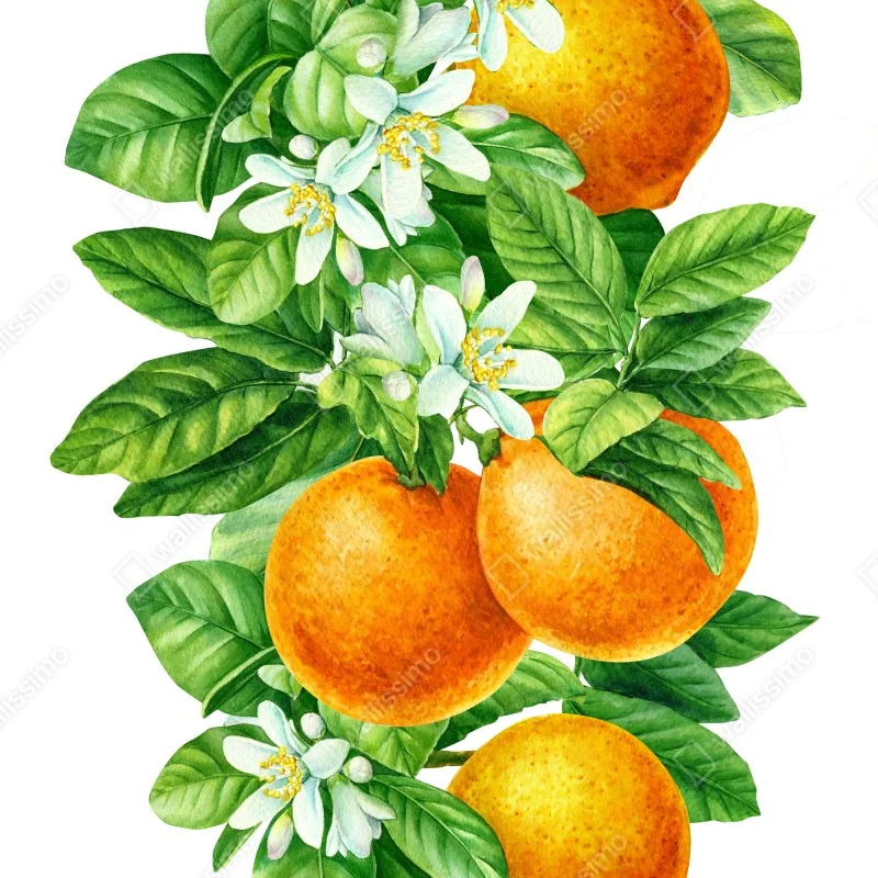 Poster branches d'oranger en aquarelle – Wallnifity® Poster branches d'oranger en aquarelle – Wallnifity®