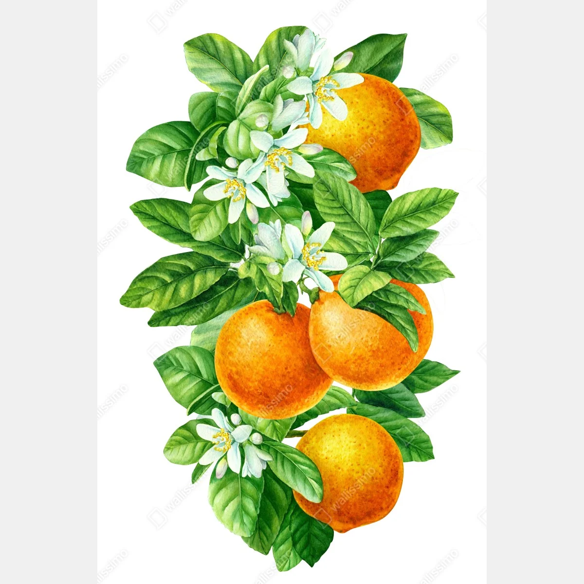 Poster branches d'oranger en aquarelle – Wallnifity® Poster branches d'oranger en aquarelle – Wallnifity®