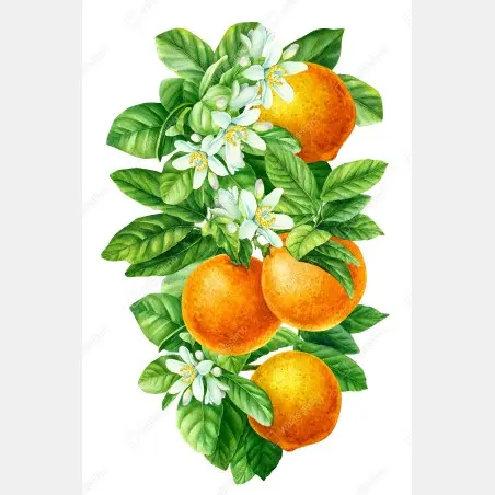 Poster branches d'oranger en aquarelle – Wallnifity®